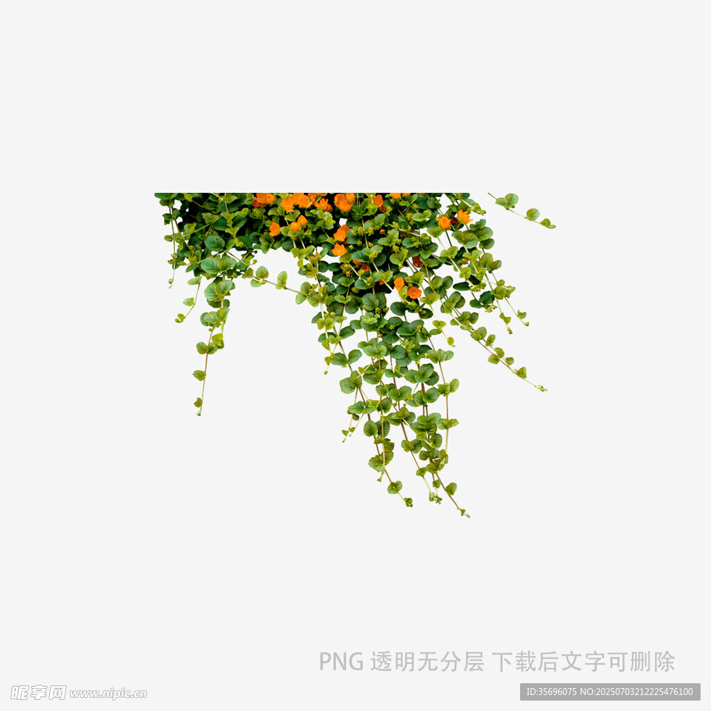 藤蔓