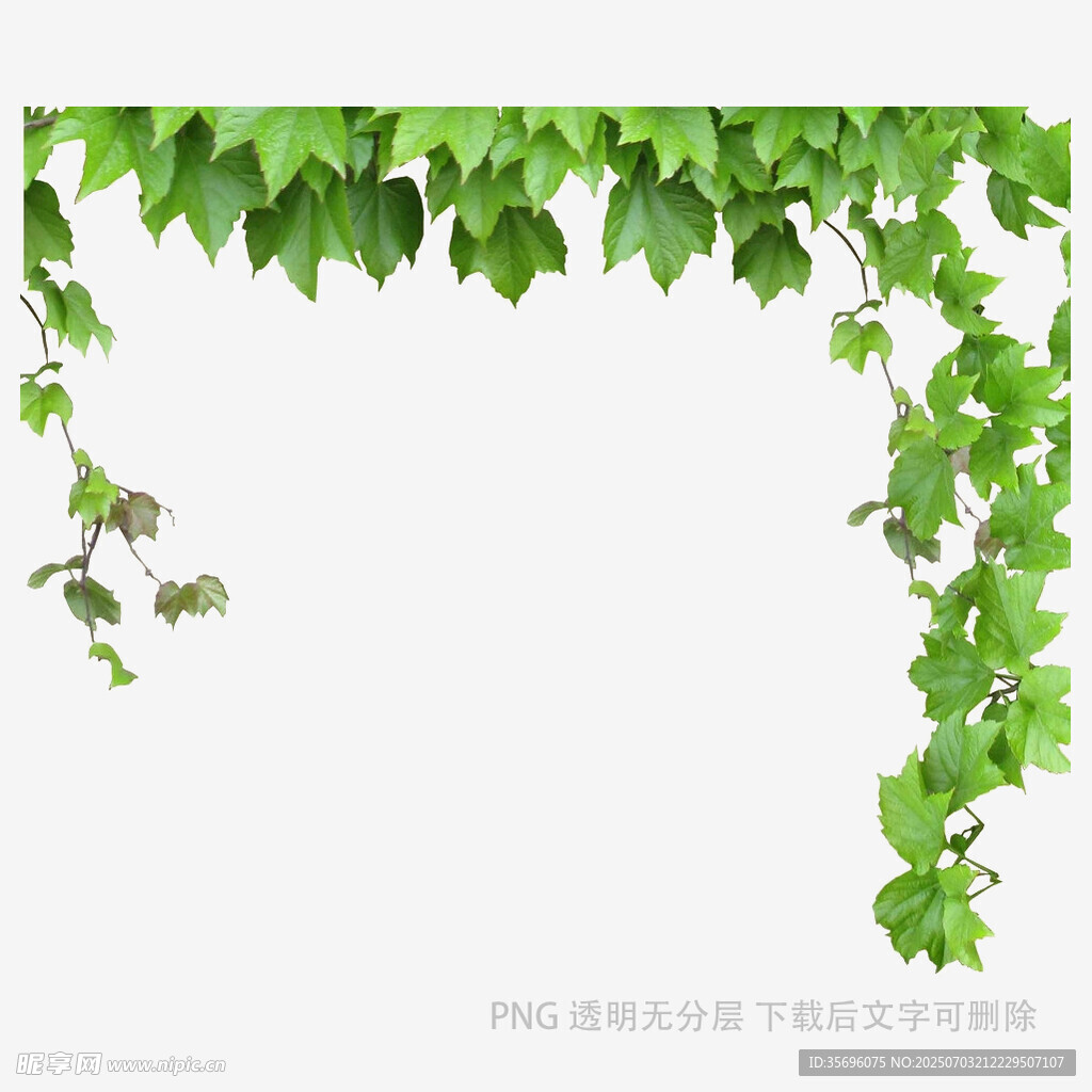 绿叶藤蔓装饰边框