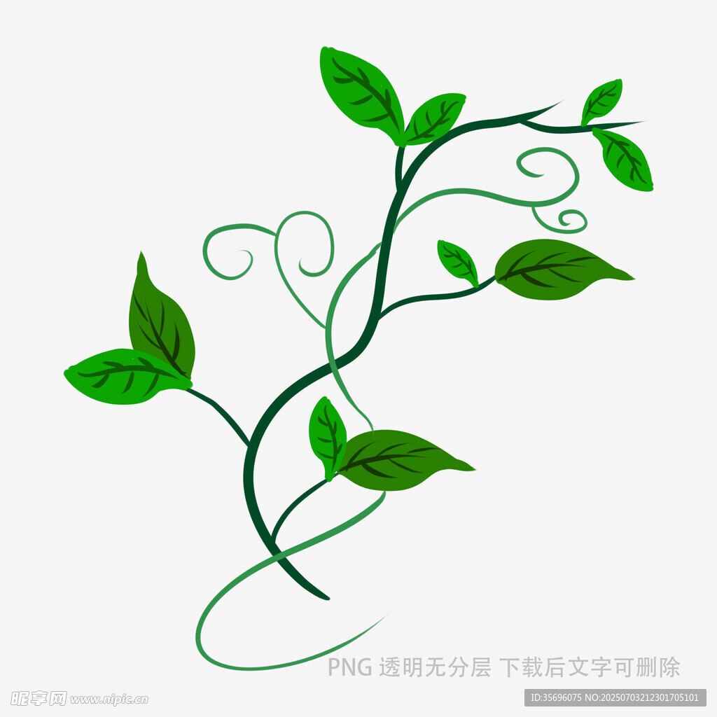 绿色藤蔓枝叶插画