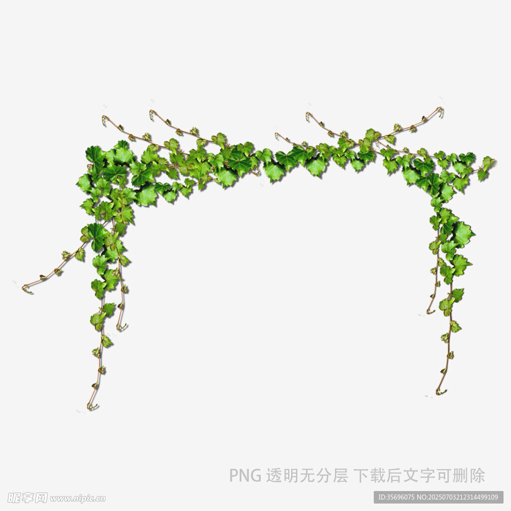 绿色藤蔓植物装饰图案