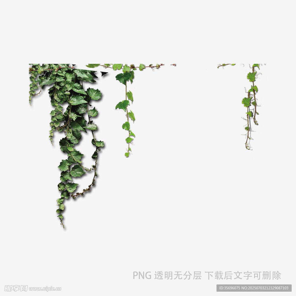 藤蔓