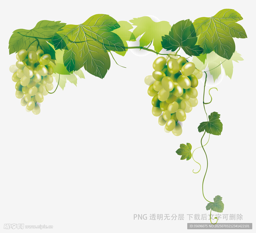 葡萄藤上的清新绿葡萄