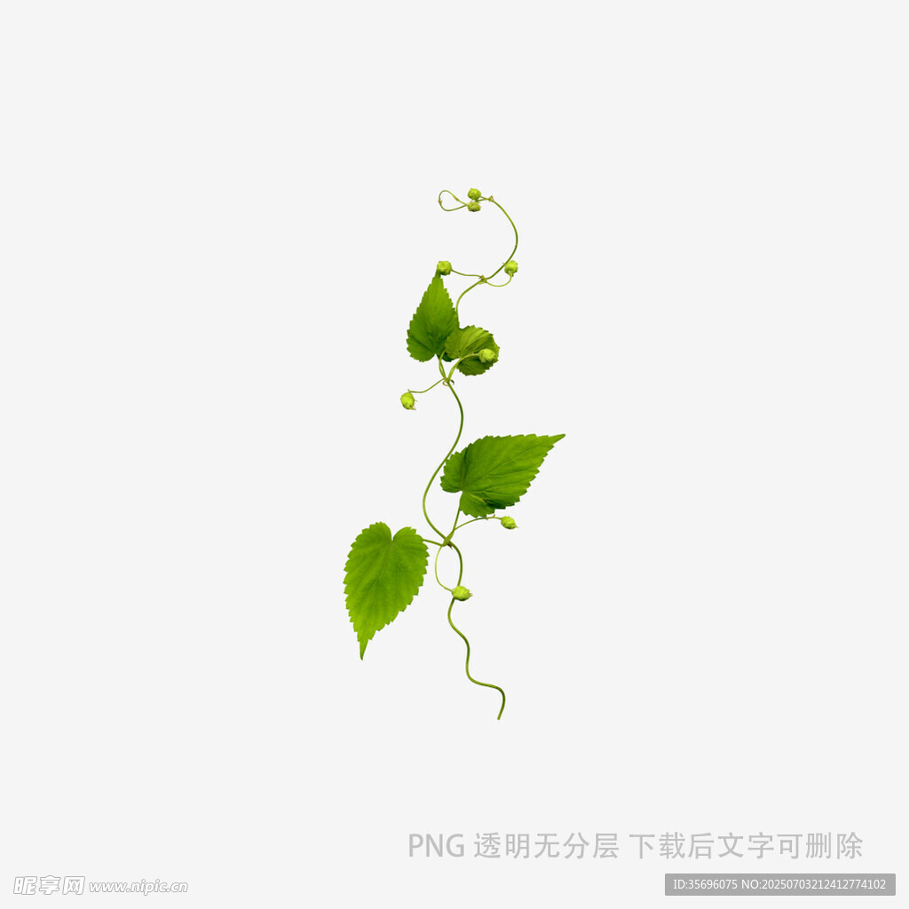 清新藤蔓植物插画