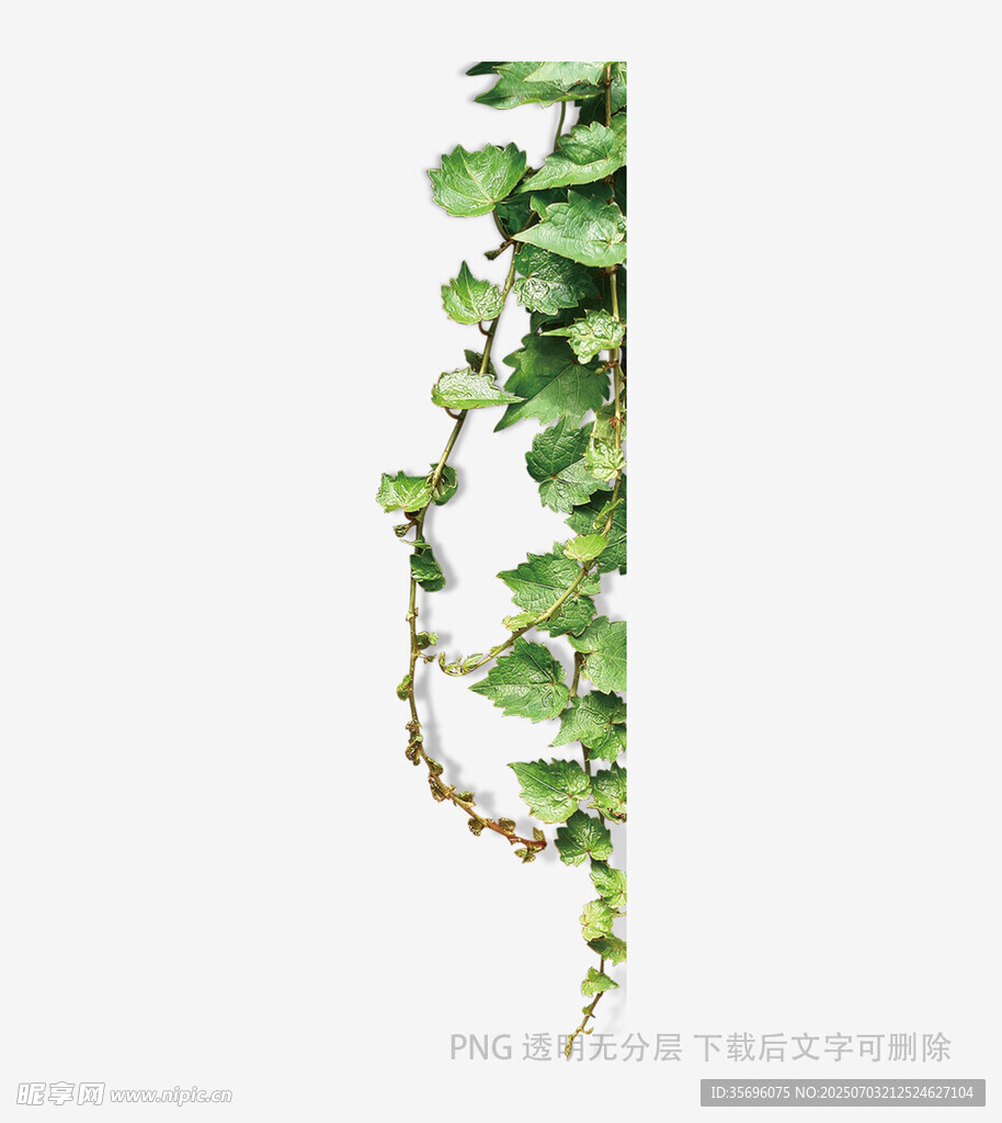 垂挂的翠绿藤蔓植物
