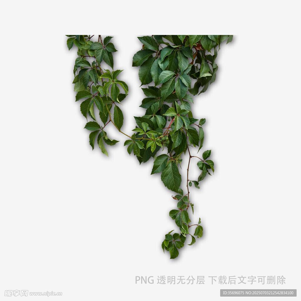 藤蔓