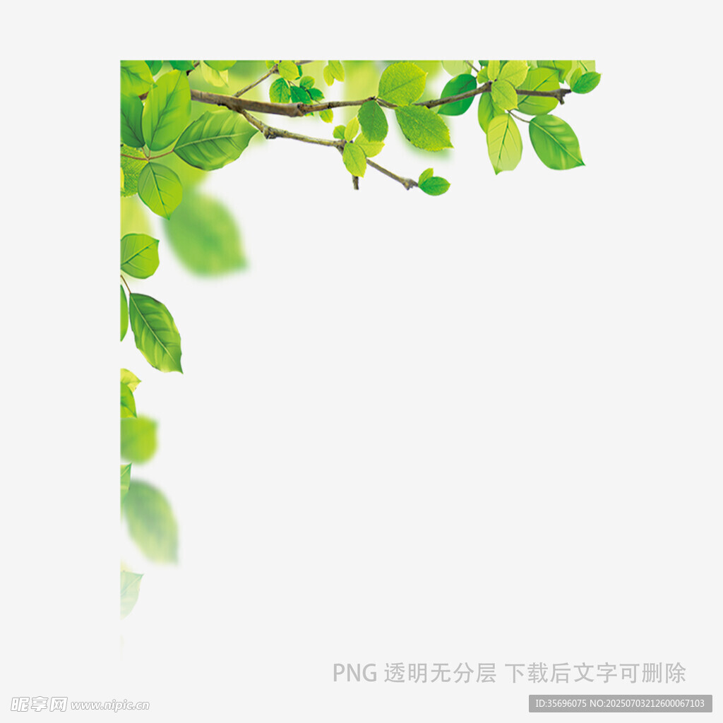 嫩绿枝叶角落清新画面