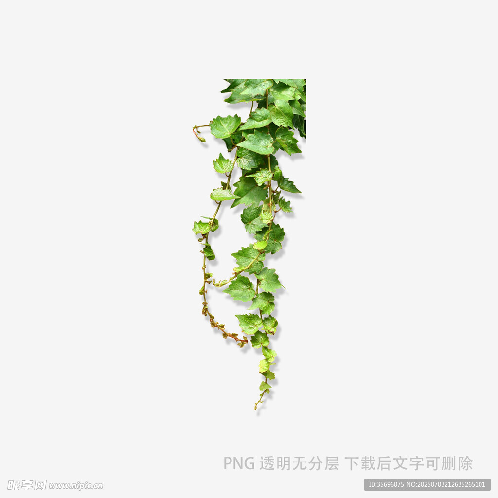 垂落的翠绿藤蔓