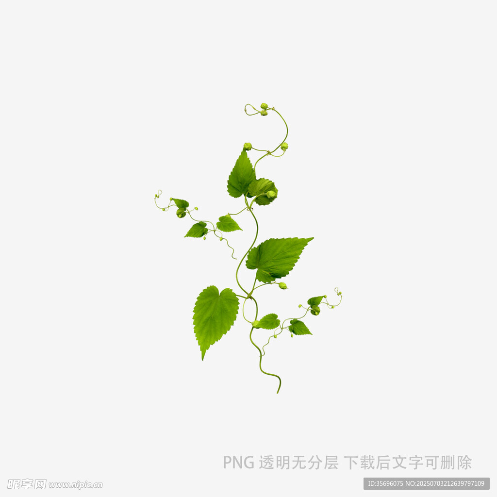 清新藤蔓绿植插画