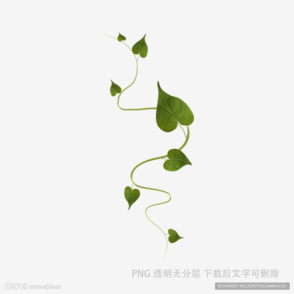 藤蔓植物简约矢量插画