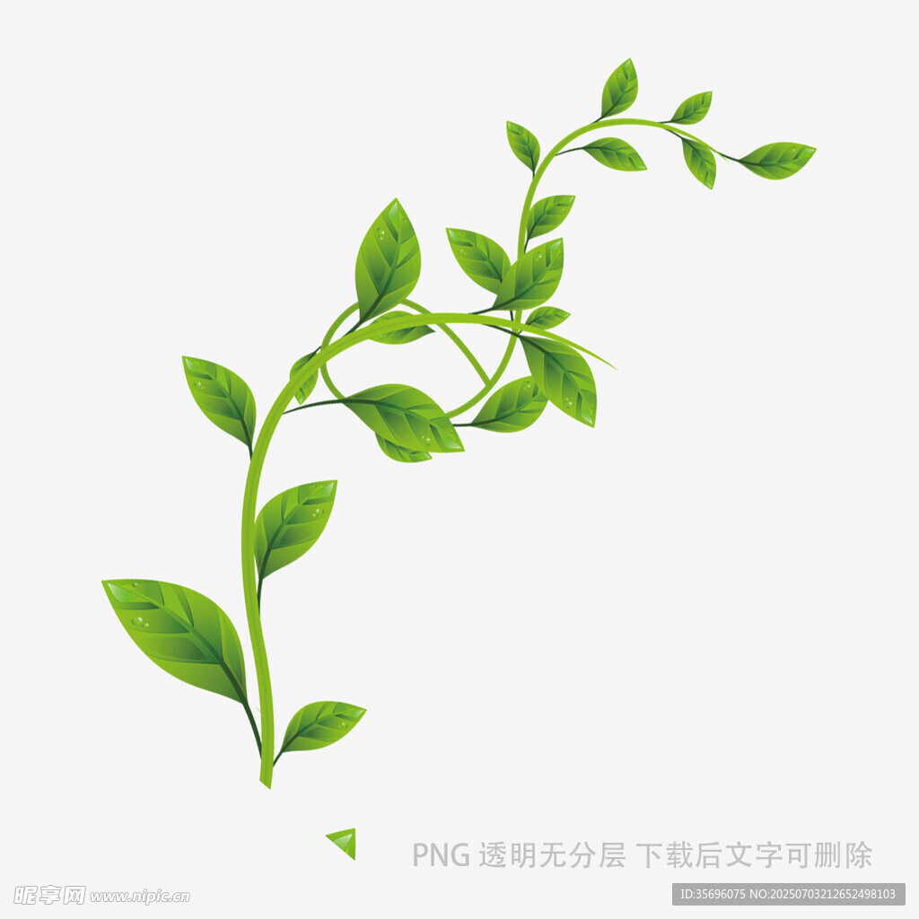 弯曲绿枝带嫩叶