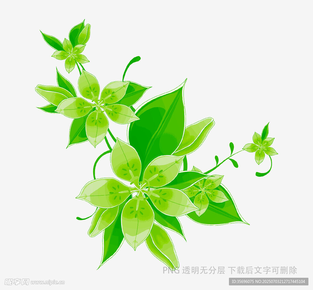 清新绿色花卉枝叶插画