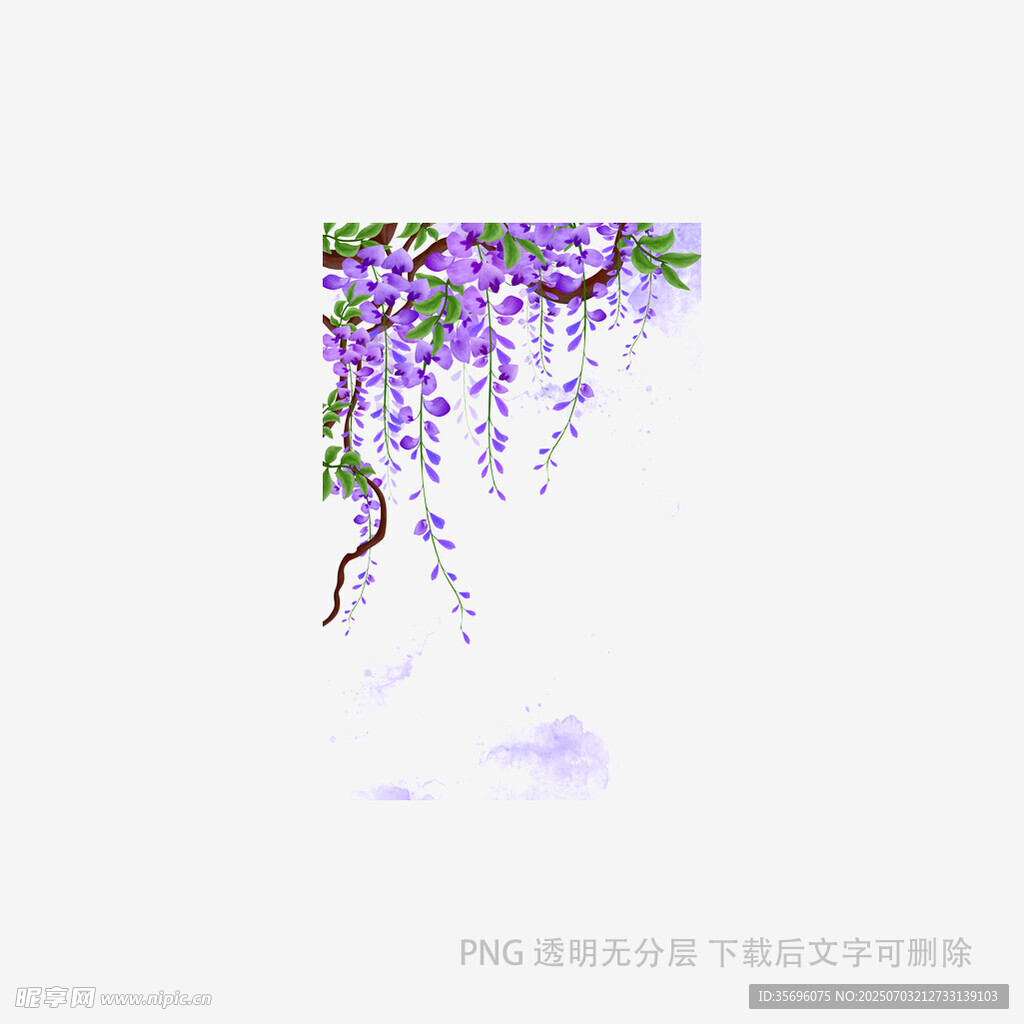 垂落的紫藤蔓