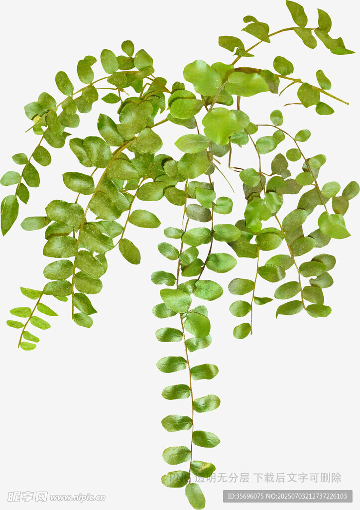 翠绿藤蔓植物枝叶特写