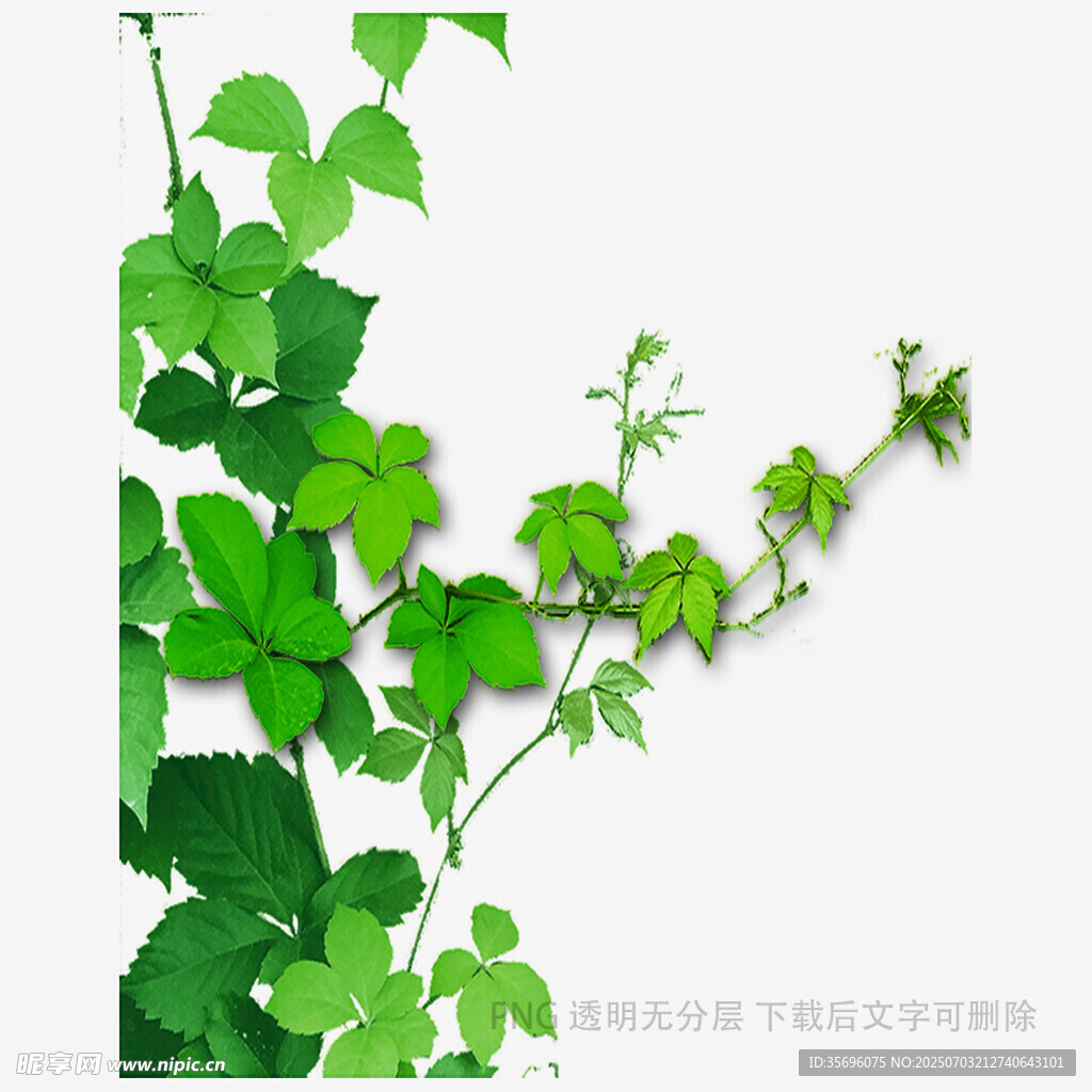 翠绿藤蔓攀附于白墙