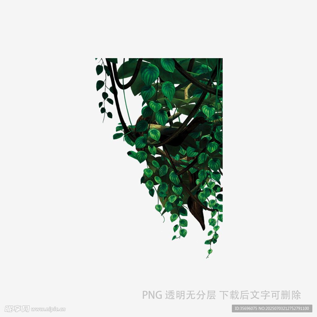 绿叶垂挂的自然景致