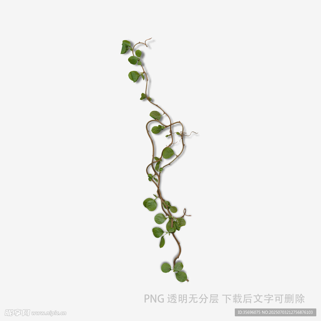 绿色藤蔓植物装饰素材