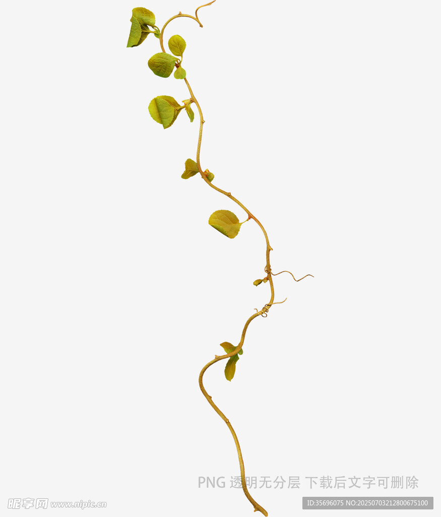 藤蔓植物特写