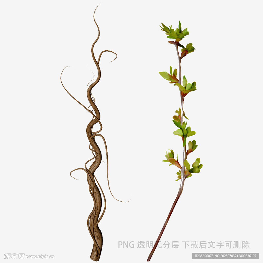 植物根茎与枝叶形态图