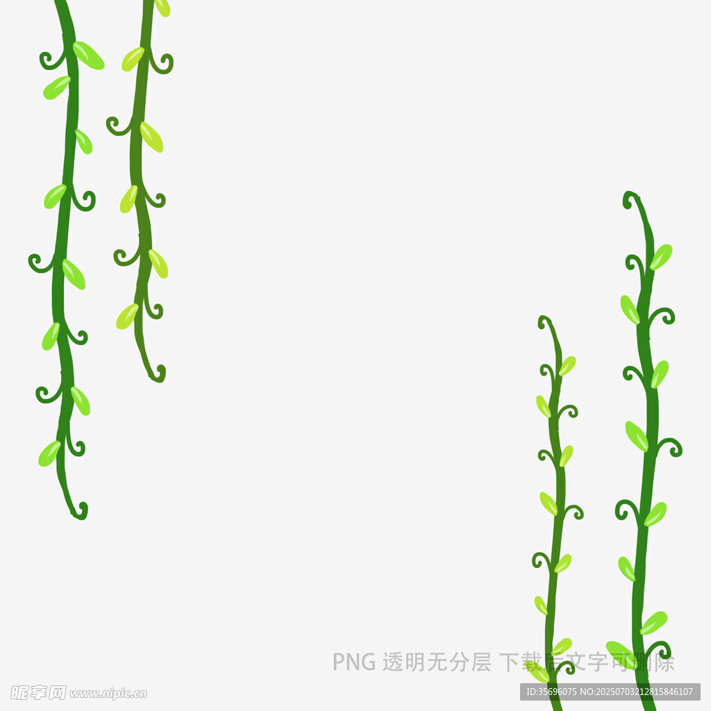 藤蔓植物插画