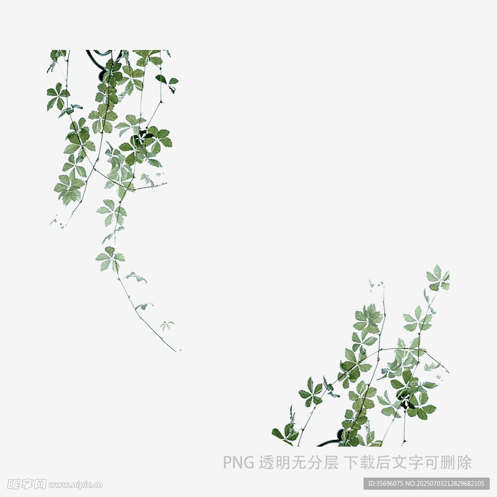 清新藤蔓植物插画素材