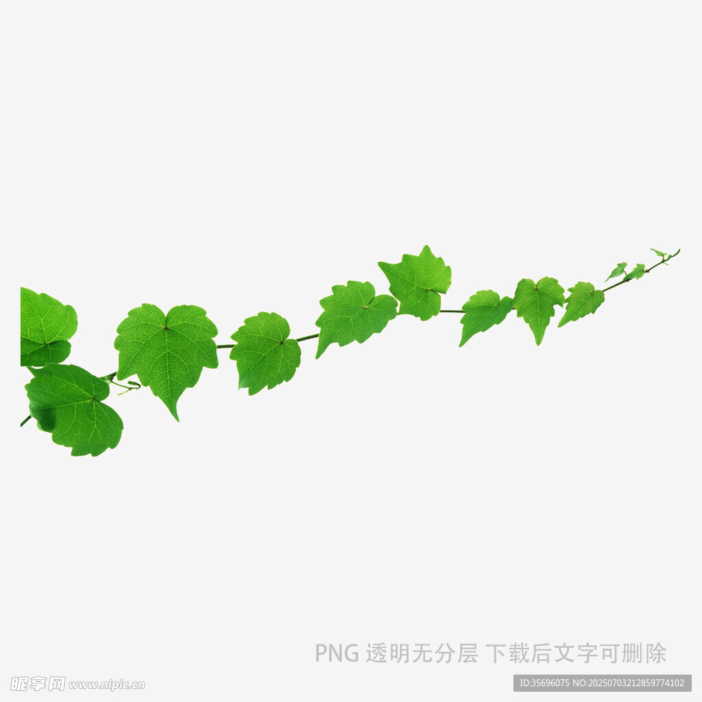 绿色藤蔓植物装饰图案