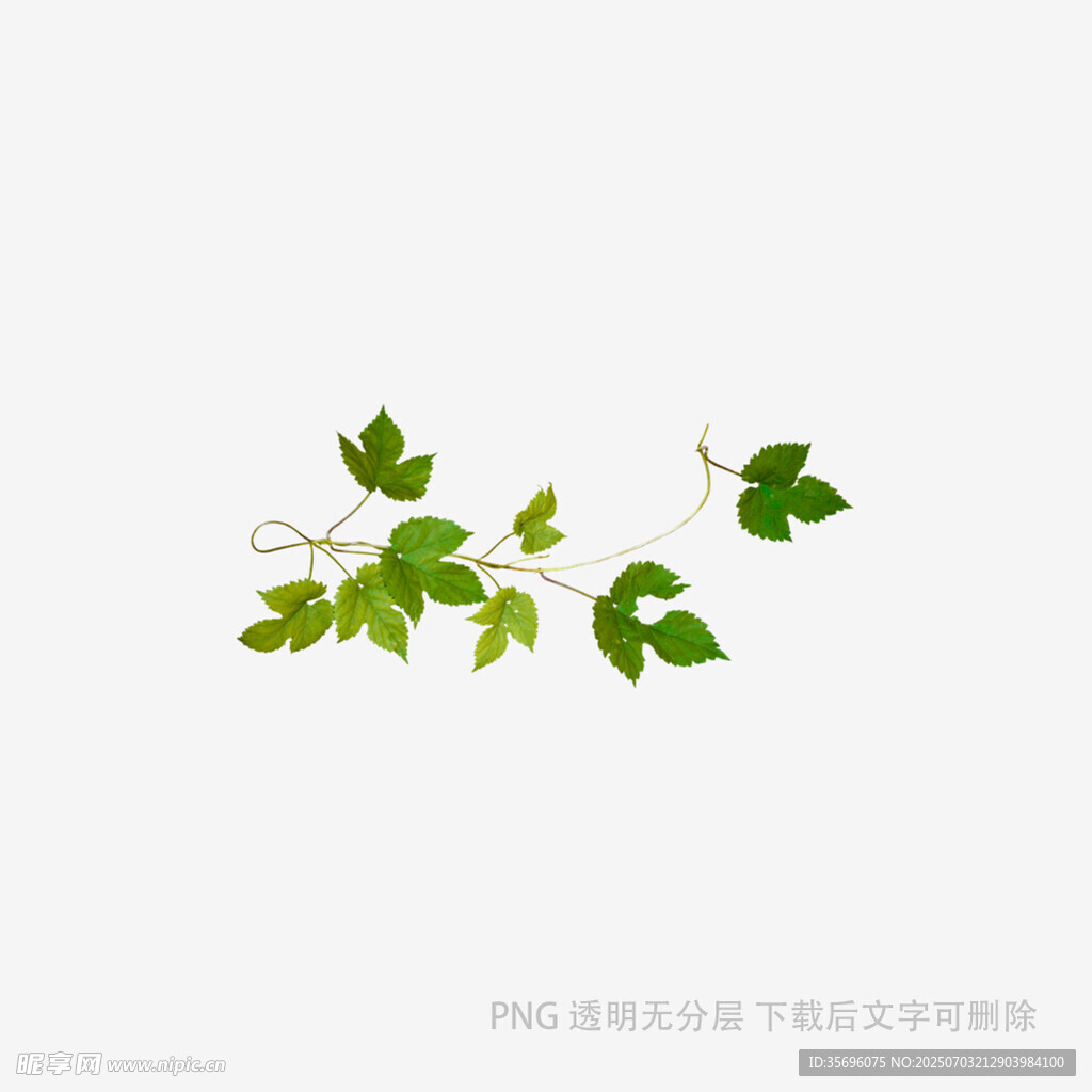 藤蔓绿叶装饰图案