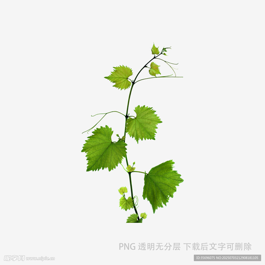 嫩绿葡萄藤枝特写