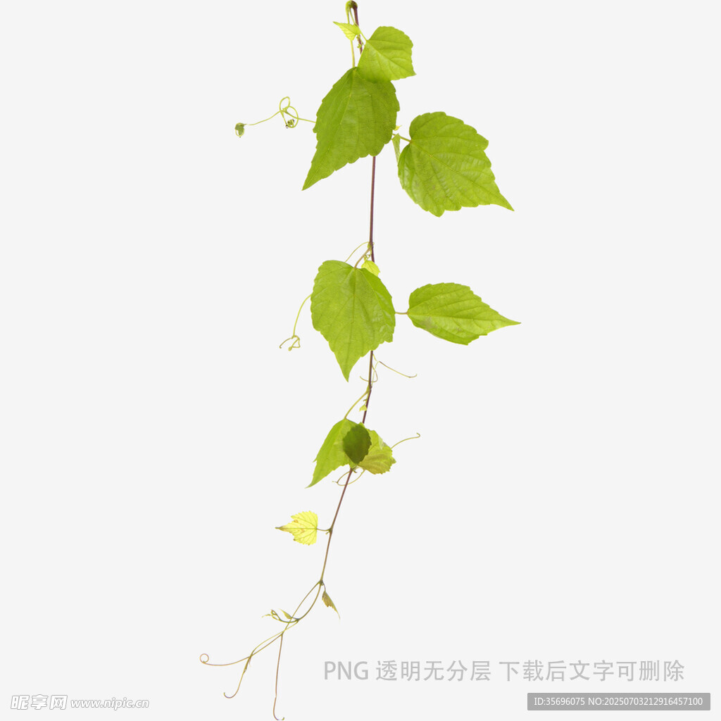 嫩绿藤蔓植物特写