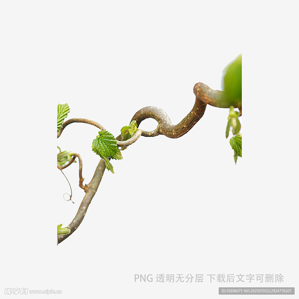 嫩绿藤蔓弯曲生长
