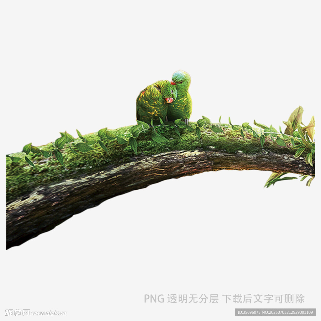 树枝上的绿色变色龙