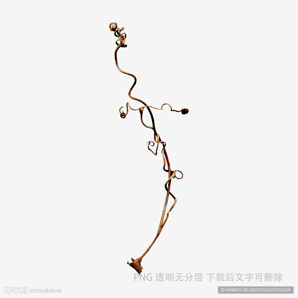 干枯藤蔓植物特写