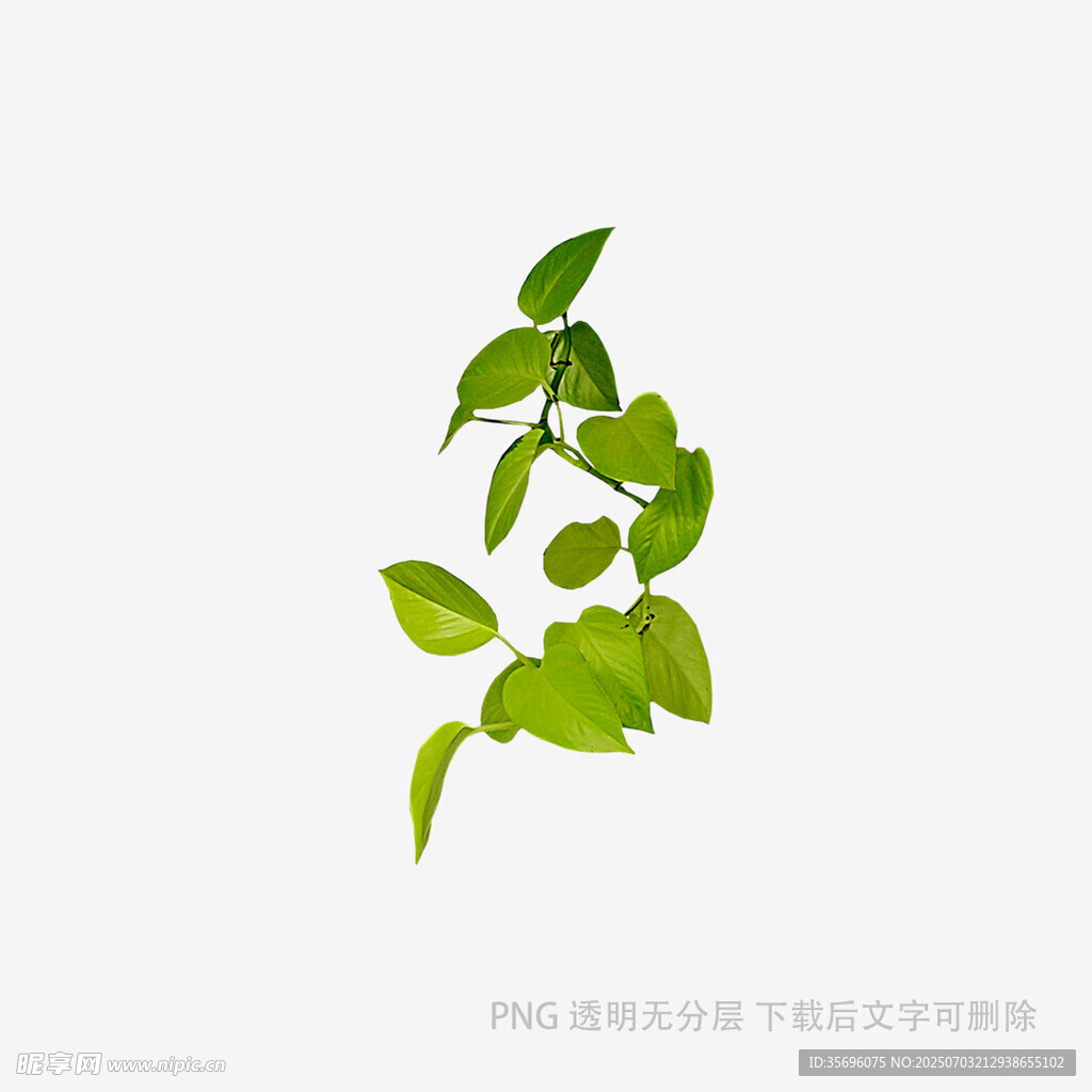 清新绿叶植物插画