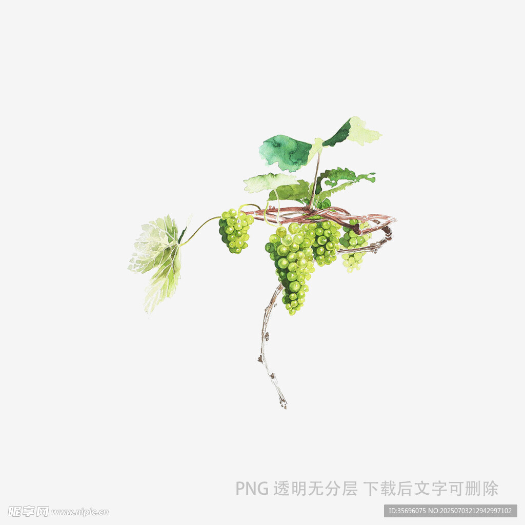 手绘葡萄枝叶图