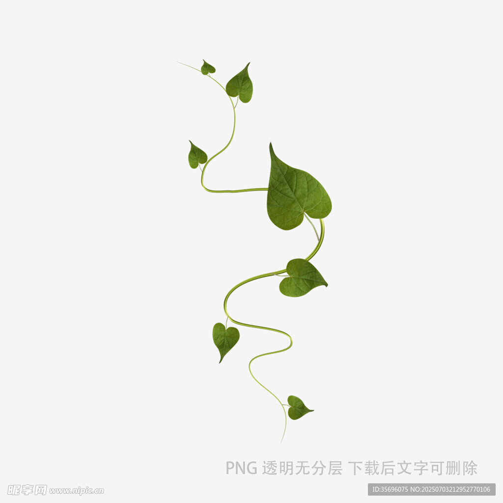 藤蔓植物简约插画