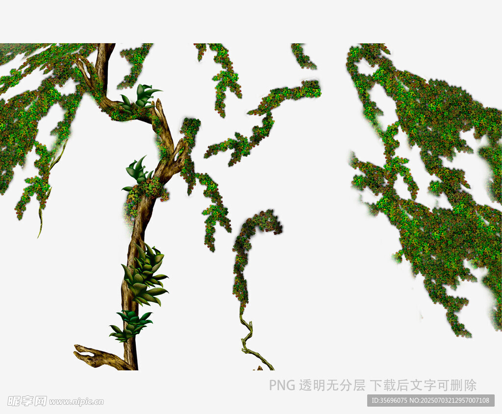 翠绿藤蔓植物特写