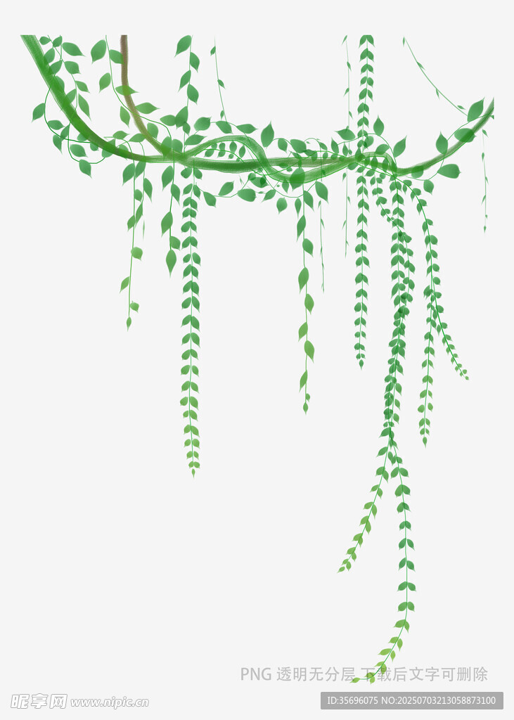 垂落的绿色藤蔓植物