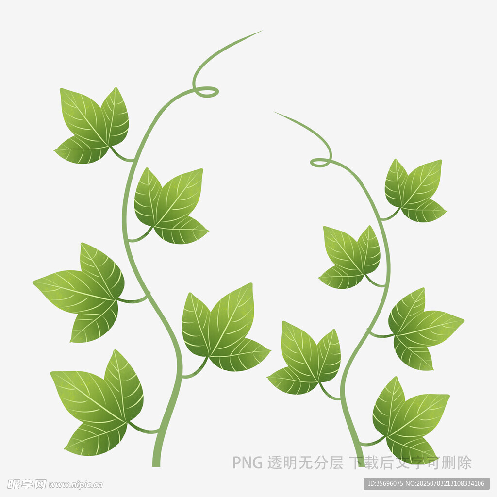 嫩绿藤蔓植物矢量插画