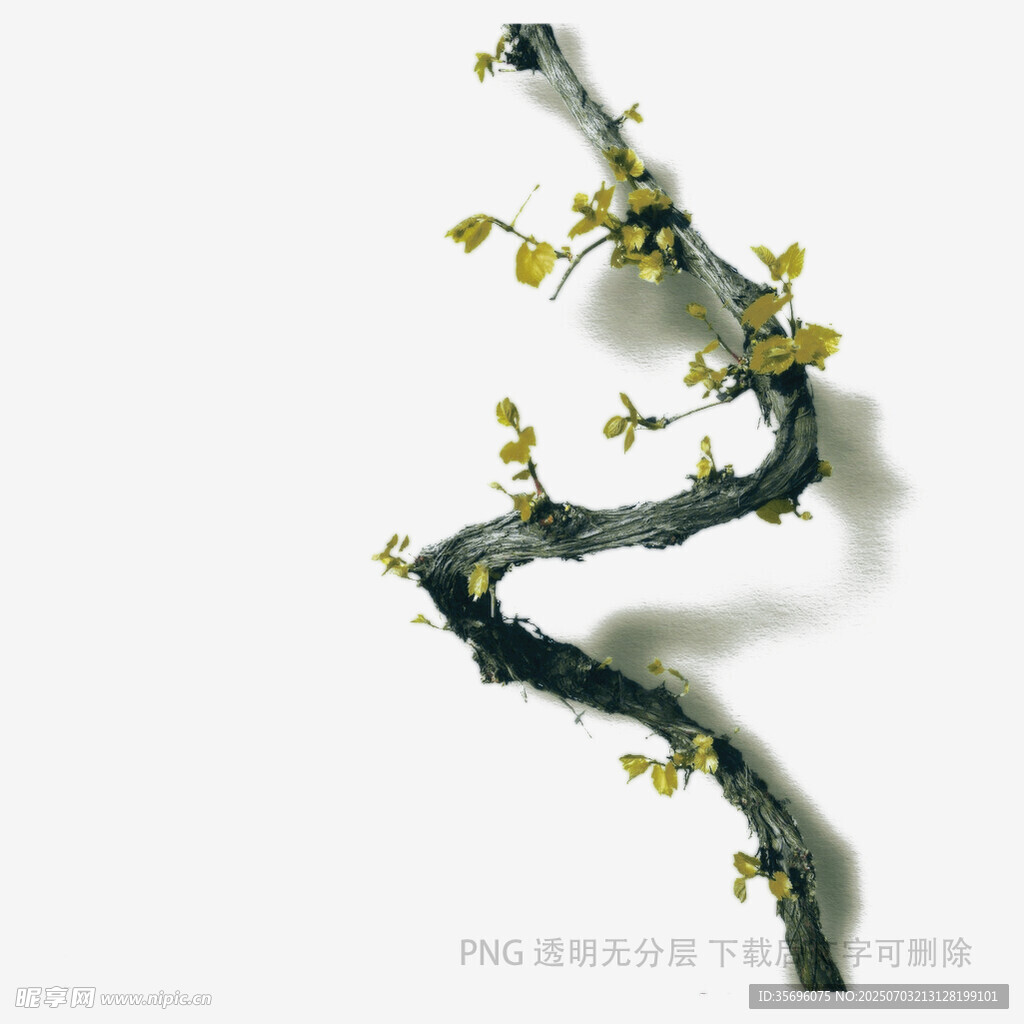 弯曲枝干上的嫩黄小花