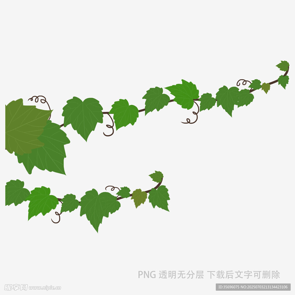 葡萄藤矢量插画