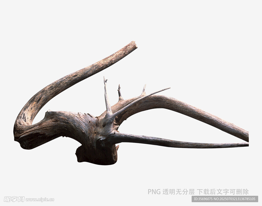 古老鹿角标本