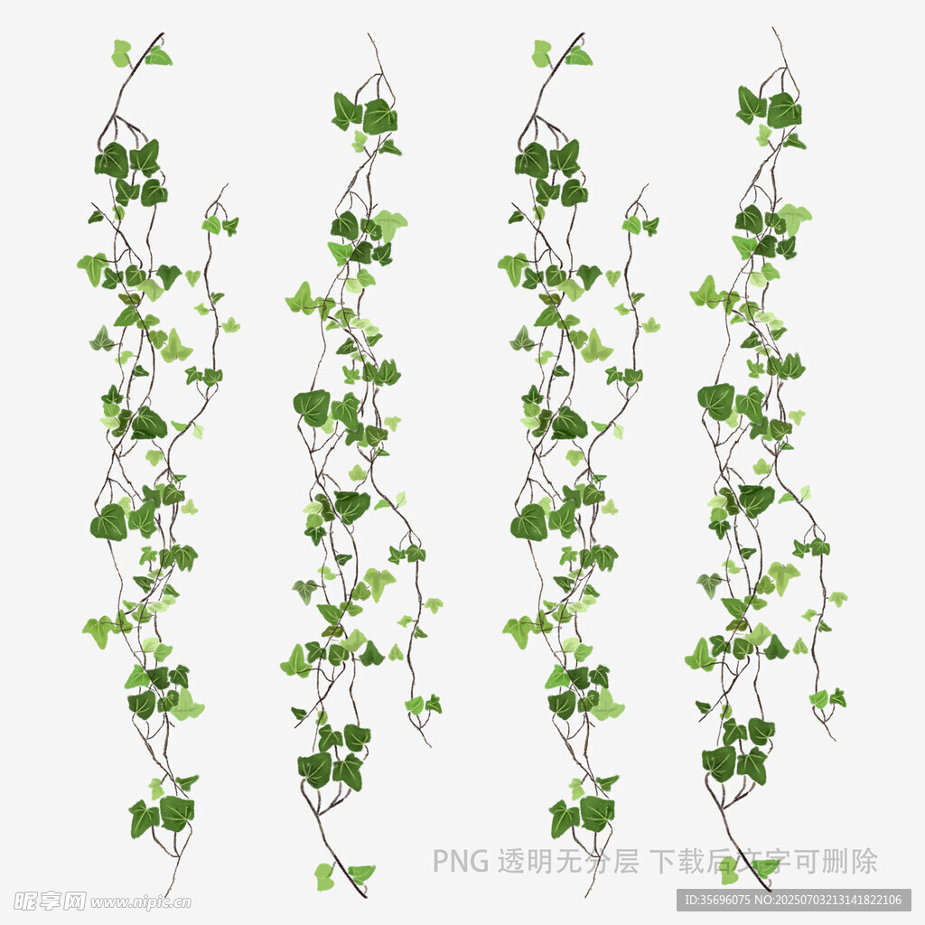 绿色藤蔓植物垂挂装饰图