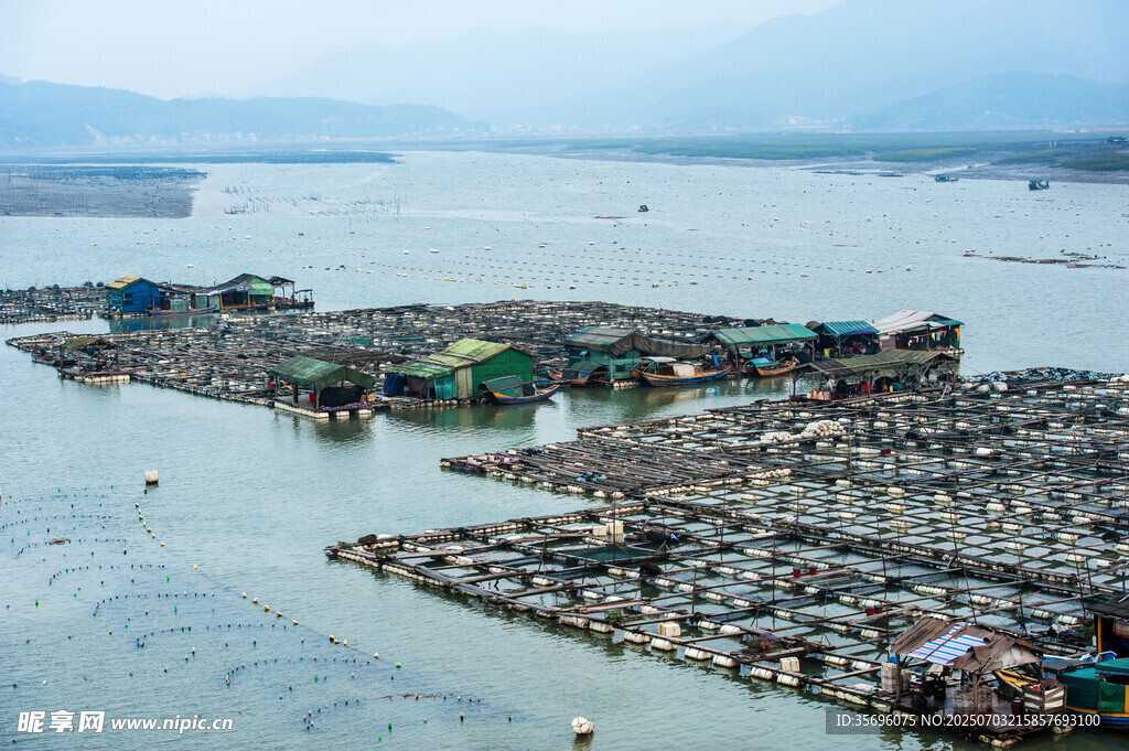 霞浦养殖基地