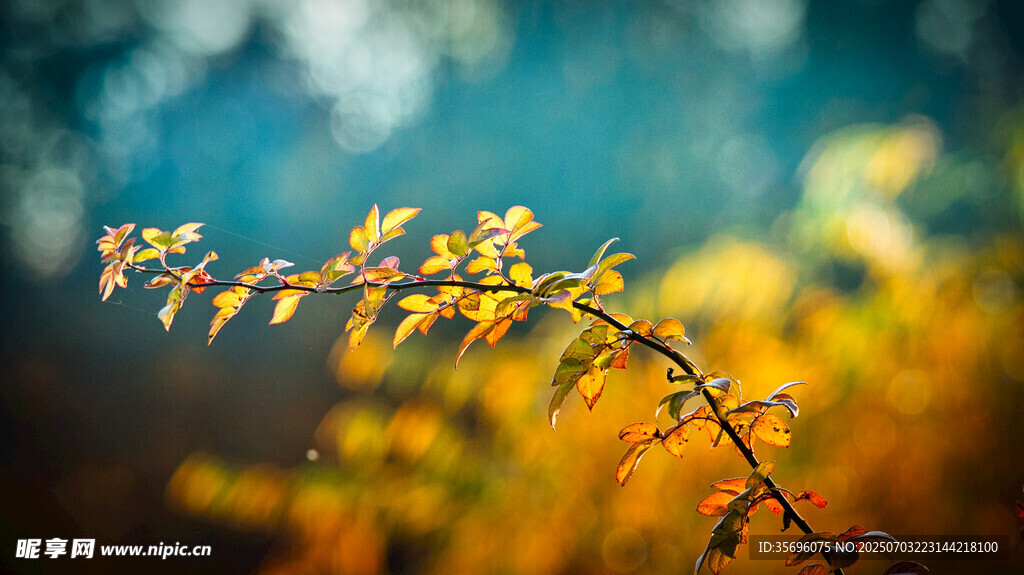 秋日枝头的金黄嫩叶
