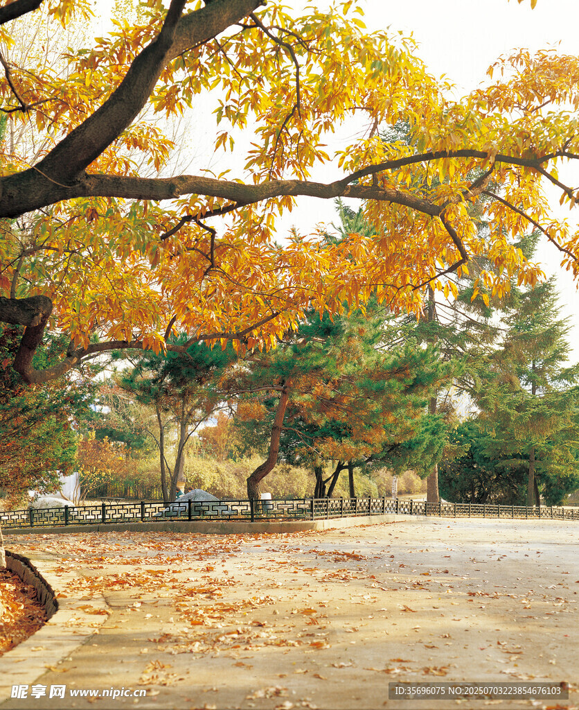 秋日公园落叶美景