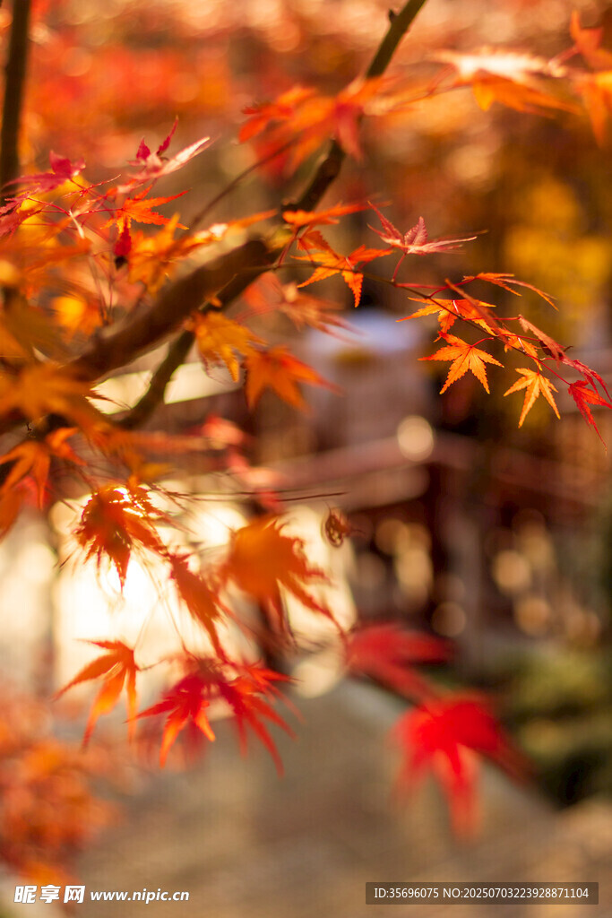 秋日红枫叶特写