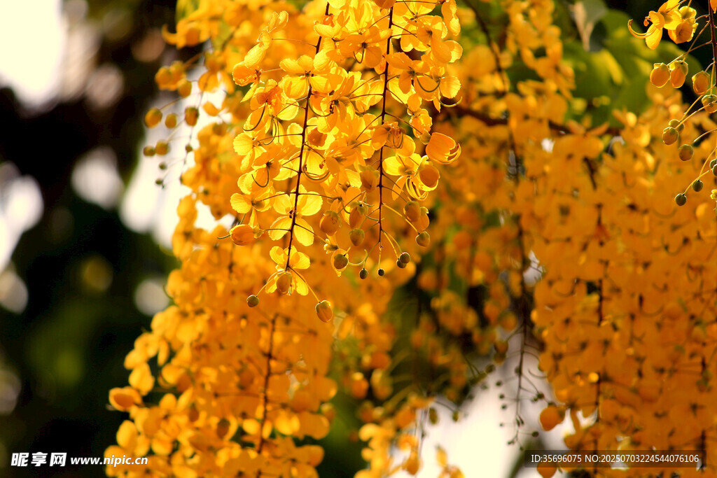 金黄花串垂挂