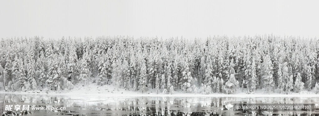 冬日雪覆森林美景