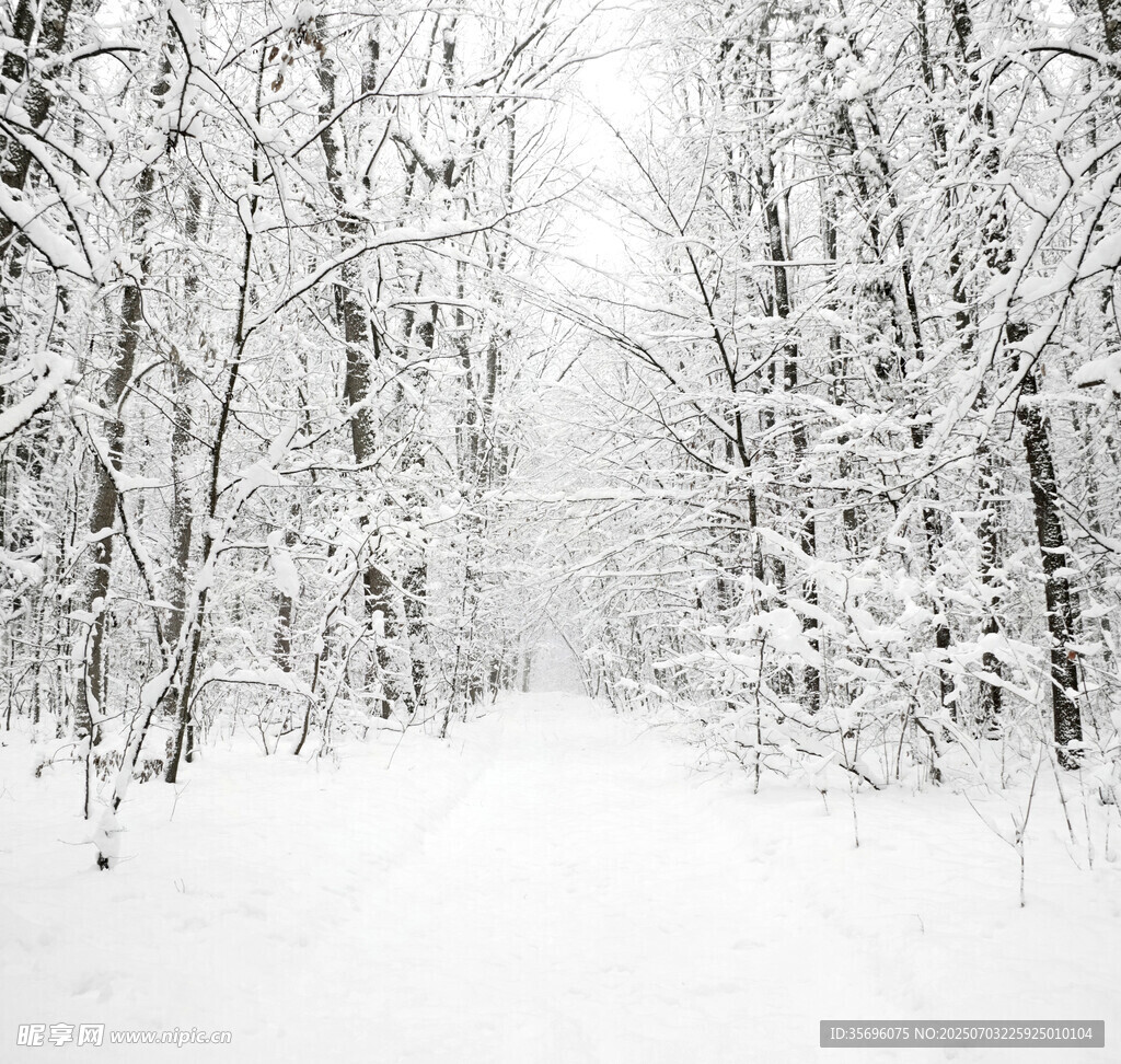 冬日雪林静谧景象