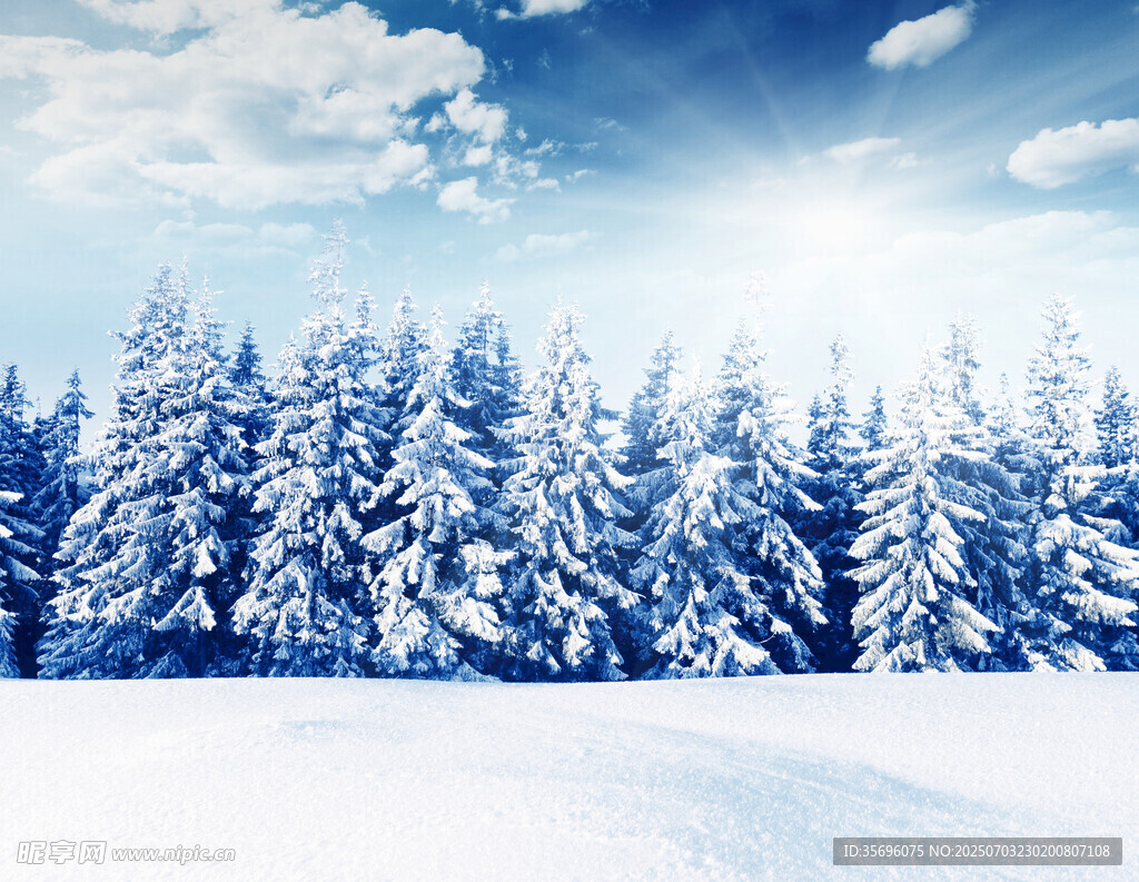 冬日雪景中的静谧松树林