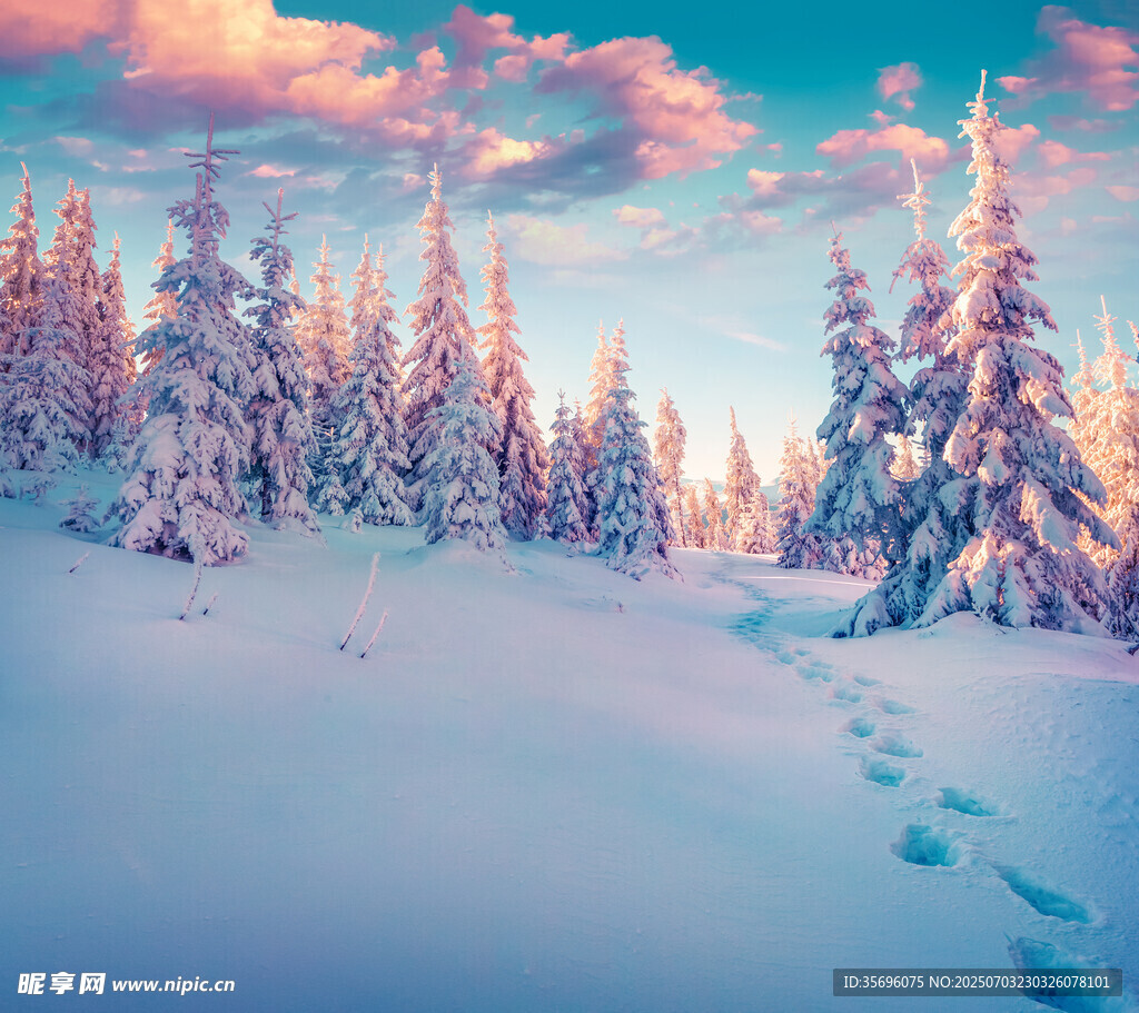 雪后森林足迹美景